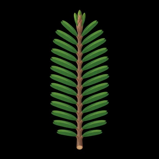 Blatt der Weißtanne