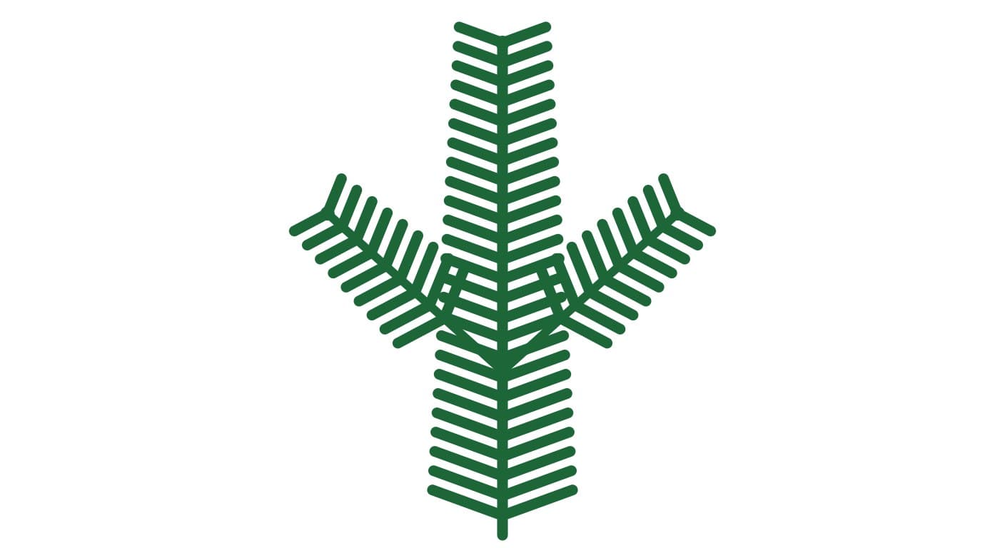 Blatt der Weißtanne