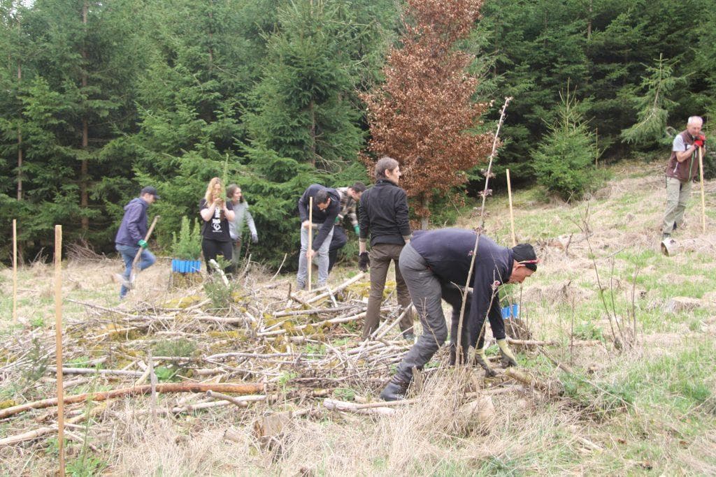 / Staufenwald - Baumzertifikate für eine grünere Zukunft