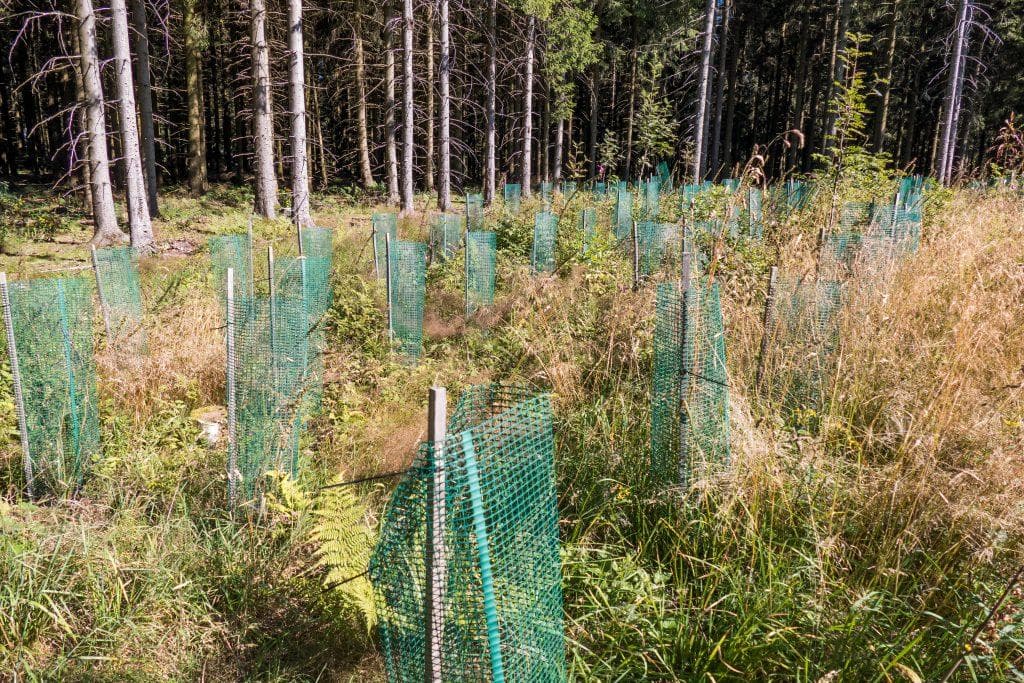 / Staufenwald - Baumzertifikate für eine grünere Zukunft