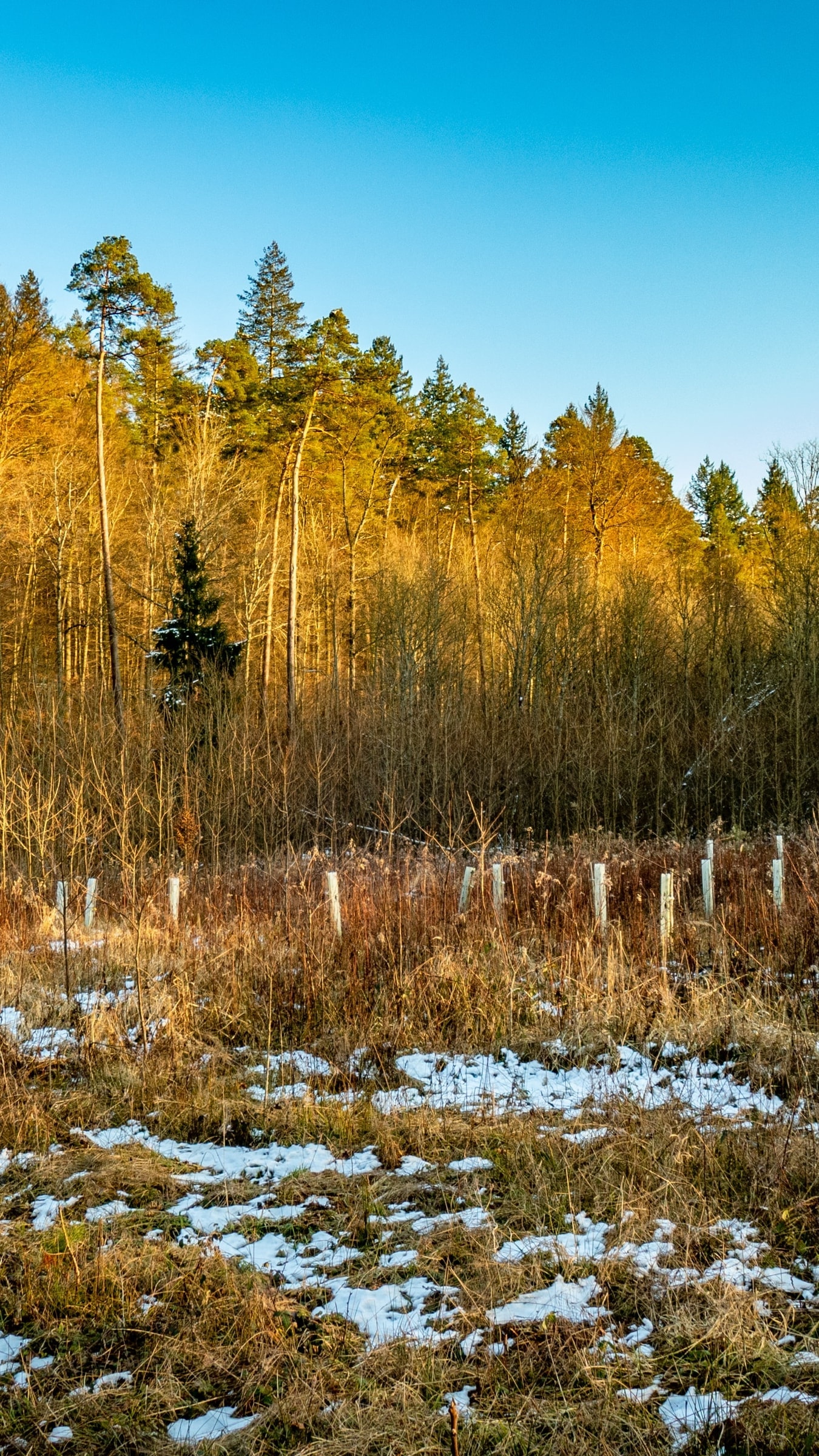Aufforstungsfläche im Winter: Wuchshüllen im trockenen Gras mit Schneeresten, dahinter ein Waldrand in tief stehender Sonne unter blauem Himmel