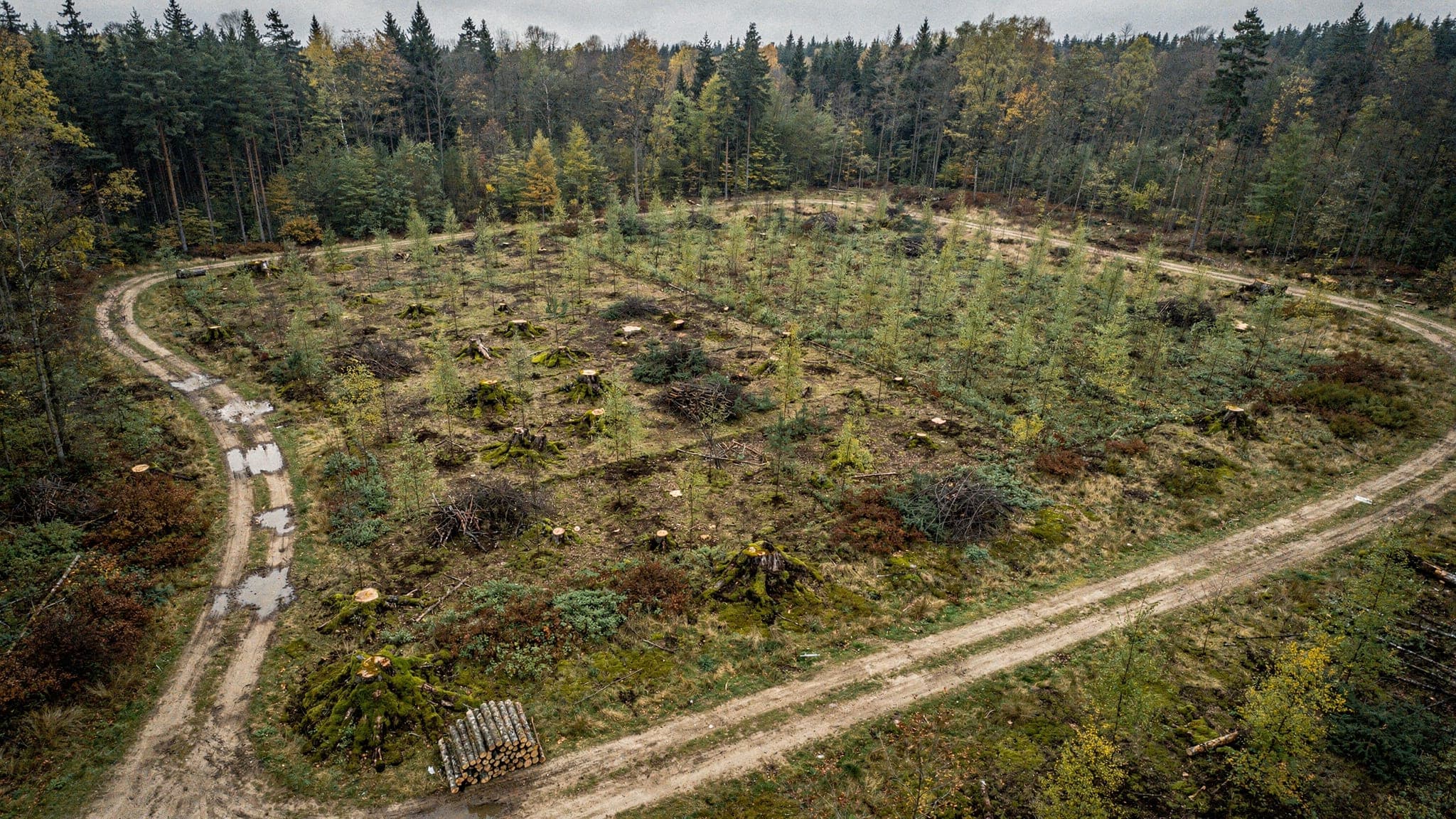 Blick aus der Luft auf eine frisch bepflanzte Waldfläche in Baden-Württemberg