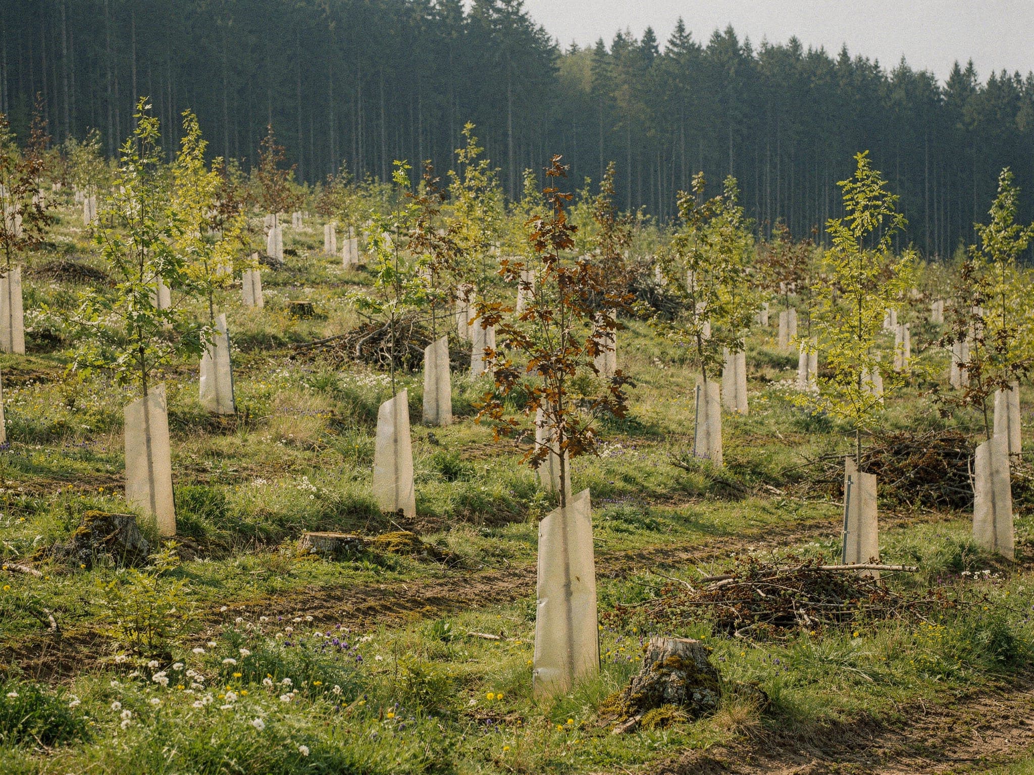 Junger Mischwald an einem hellen Tag, Laubbäume in unterschiedlichen Höhen