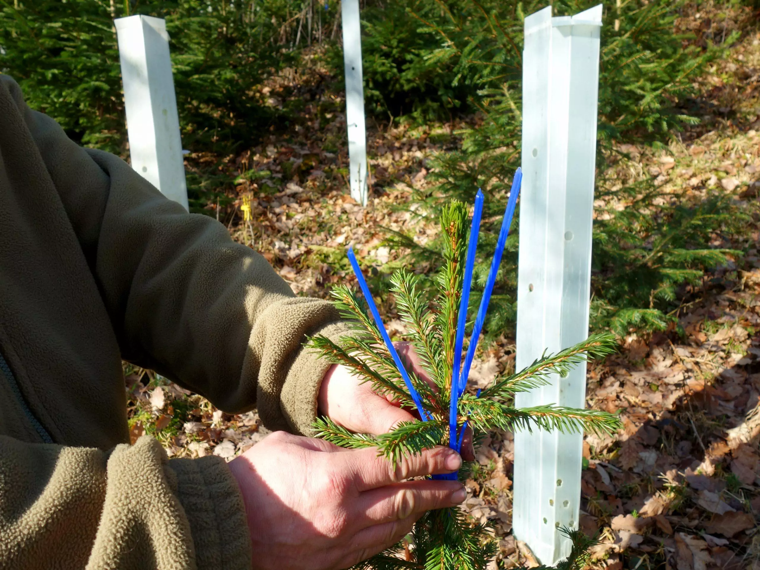 2024 wildverbiss 05 scaled / Staufenwald - Für eine grünere Zukunft