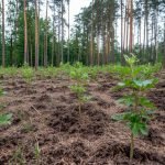 Warum werden Baumsetzlinge in bestehende Wälder gepflanzt?