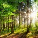 Welche Bäume wachsen im Wald?