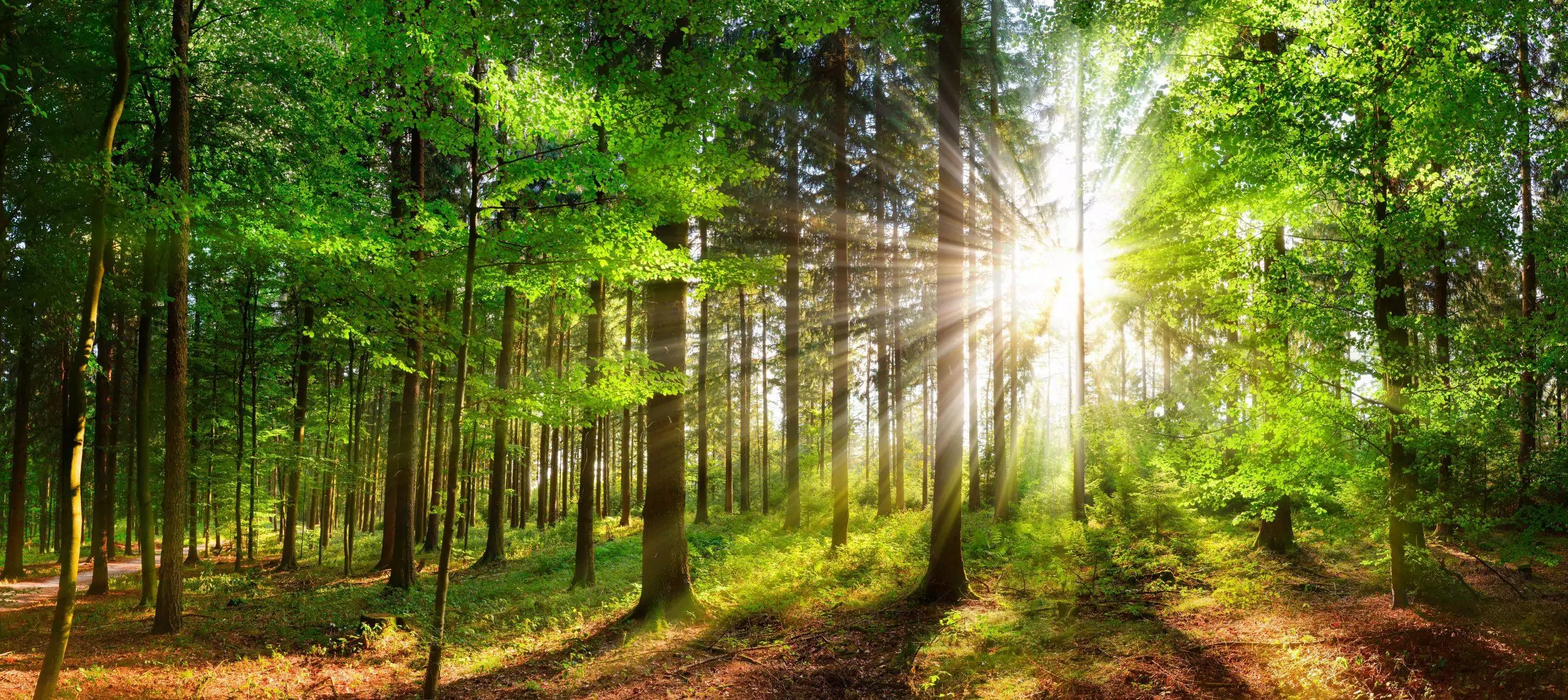 AdobeStock 255174366 scaled / Staufenwald - Für eine grünere Zukunft