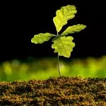 Baum