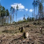 Wie wirken Dürreperioden auf den Waldbestand?