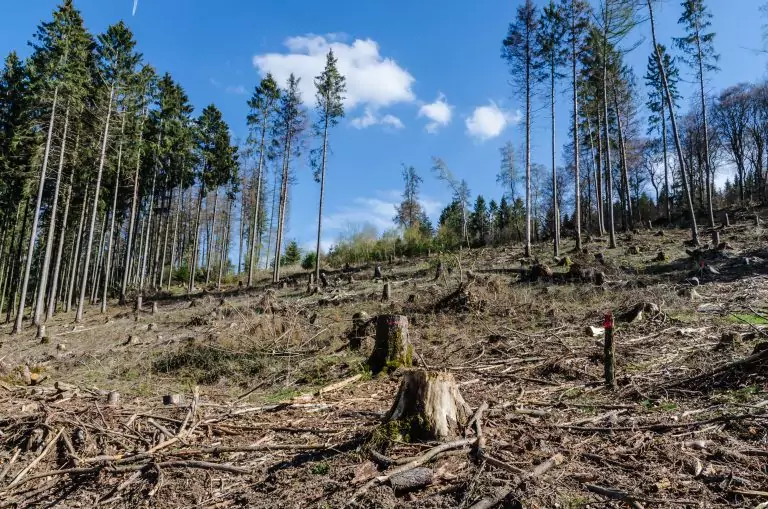 Wie wirken Dürreperioden auf den Waldbestand?