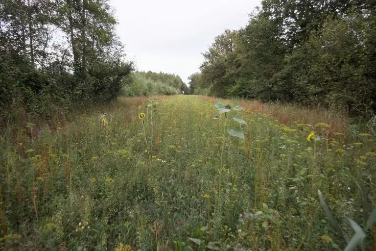 Wildäcker anlegen – Lebensraum schaffen und Rehwild gezielt unterstützen