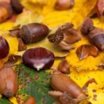 Mastjahre bei Eichen und Buchen