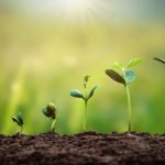 Welche heimische Baumsorte wächst am schnellsten und welche am langsamsten?