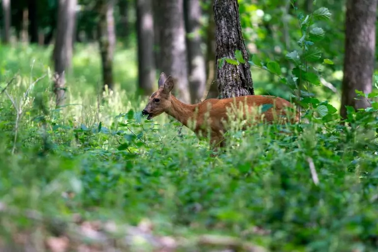 Wildäcker anlegen für Rehwild