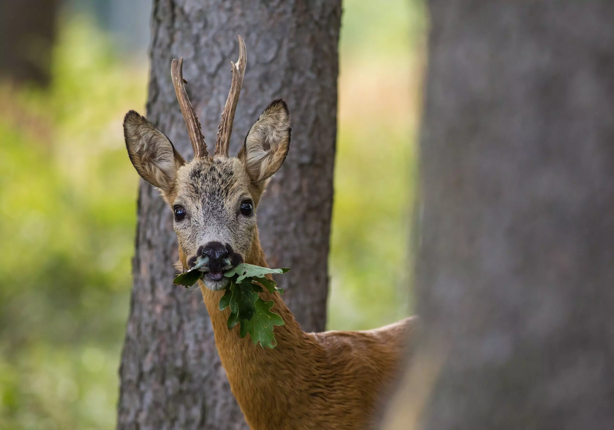 Fressen Rehe Bucheckern? 1 Fressen Rehe Bucheckern?