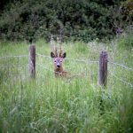 Warum rennen Rehe in Zäune?