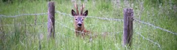 Warum rennen Rehe in Zäune?