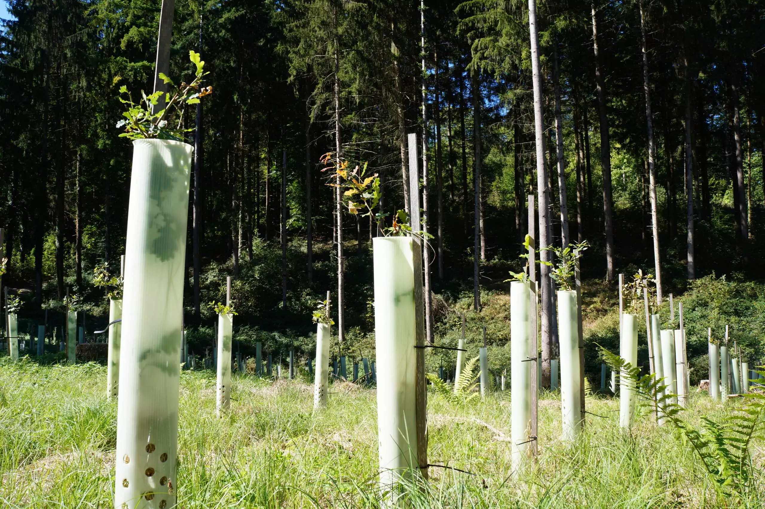Silber - Waldbeschützer Baumpaket [100 Bäume] – Bild 6