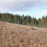 Wie können Unternehmen durch Aufforstungsprojekte ihre CO₂-Bilanz verbessern?