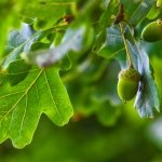 Natürliche Verjüngung im Wald – Ein Wunder der Natur