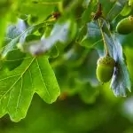 Natürliche Verjüngung im Wald – Ein Wunder der Natur