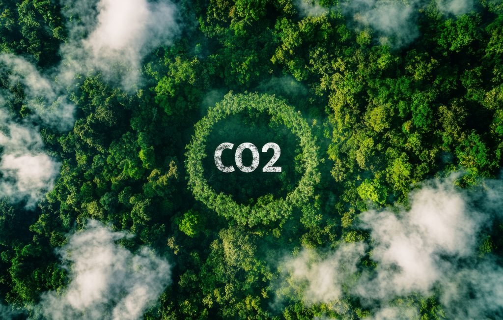 Wie viel CO₂ bindet eine Eiche? 2 CO₂