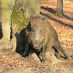 Wildschwein Eiche