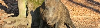 Wildschwein Eiche