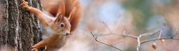 Eichhörnchen