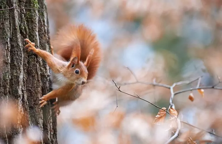 Eichhörnchen