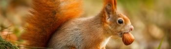 eichhörnchen