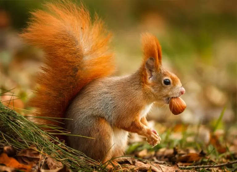 eichhörnchen