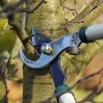 Baum schneiden