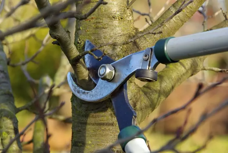 Baum schneiden