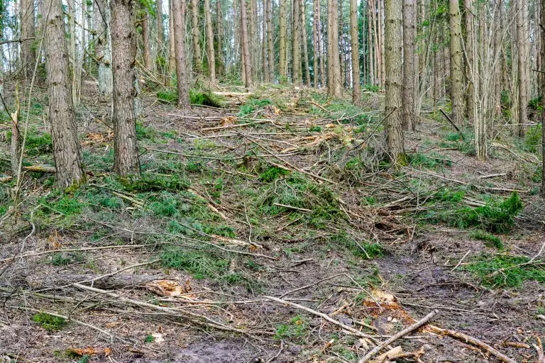 Durchforstung