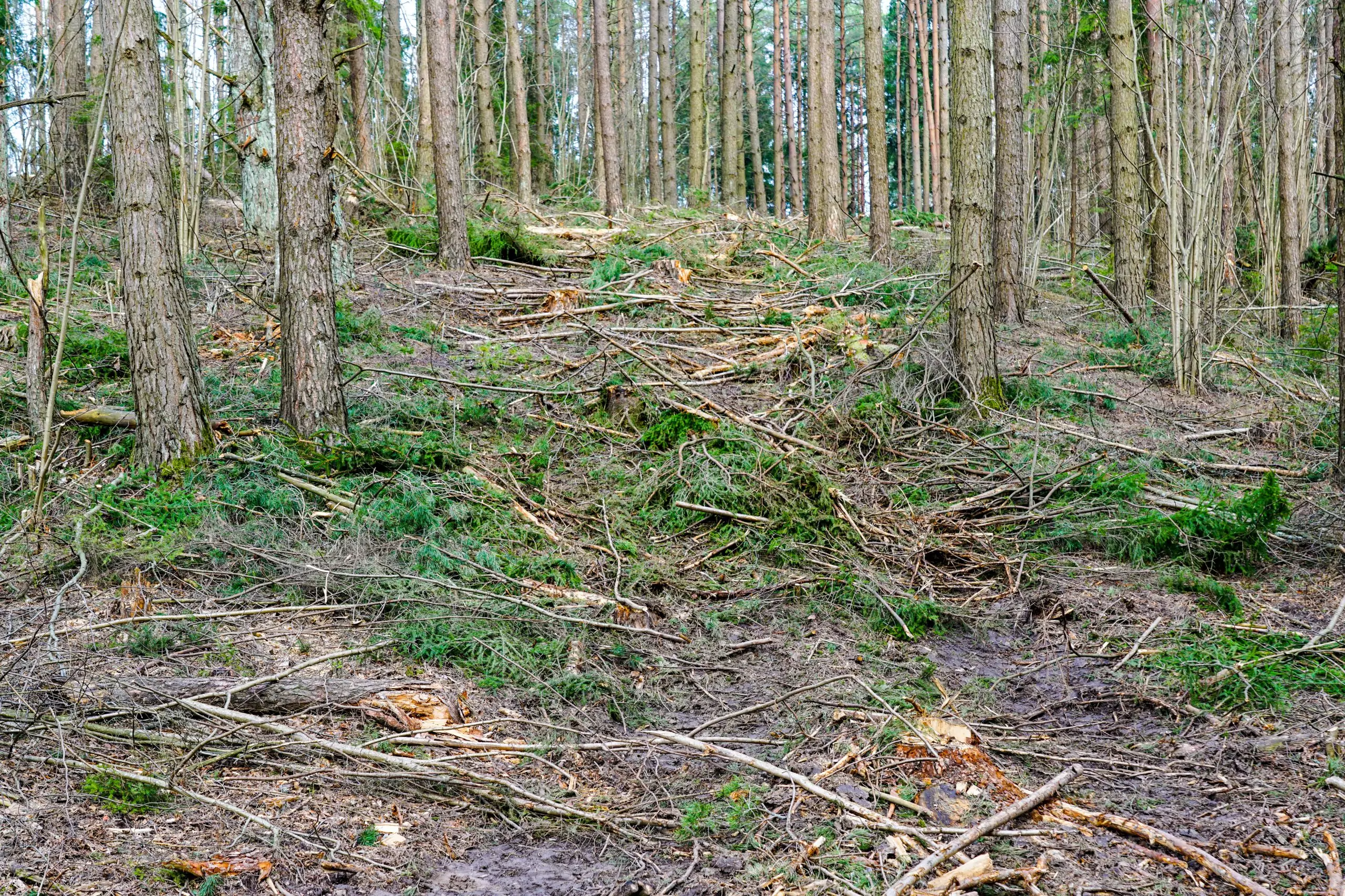 Wann und wie sollte ich Durchforstungen durchführen? 1 Durchforstung